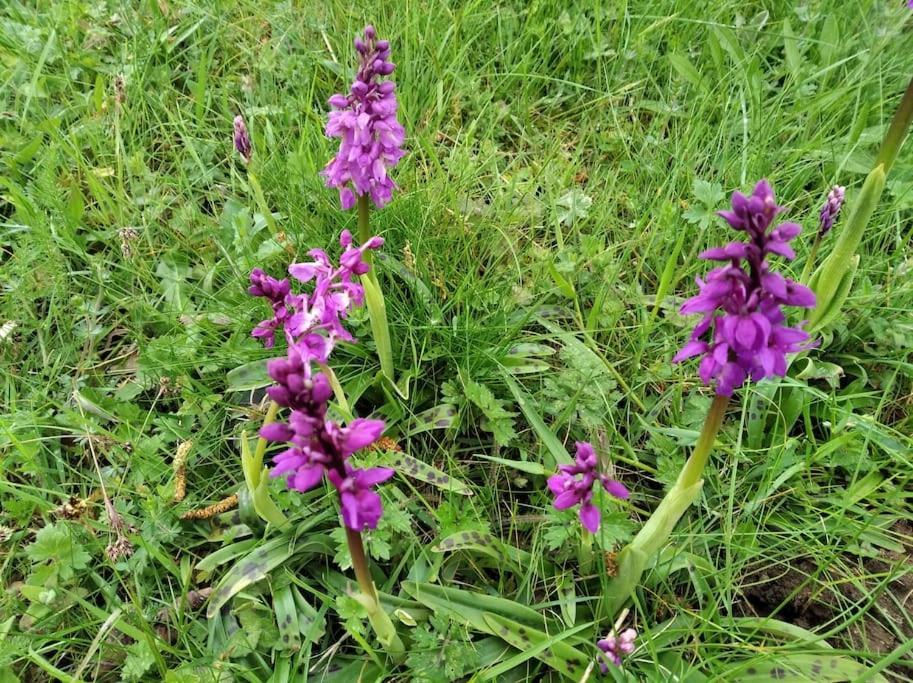 Gite La Grangette De Pauline Mercus-Garrabet ภายนอก รูปภาพ